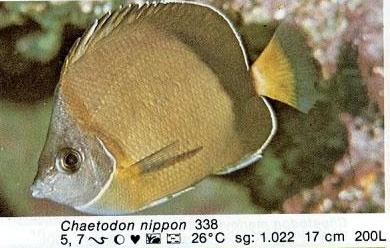 Chaetodon nippon